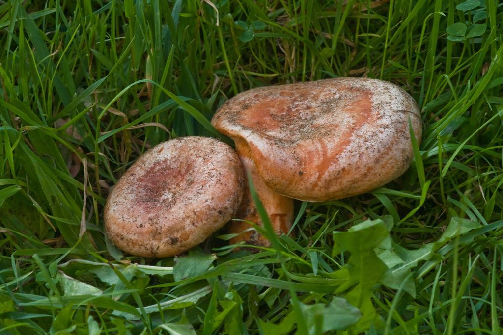 Agroturystyka Sominy Piotr Ngoại thất bức ảnh
